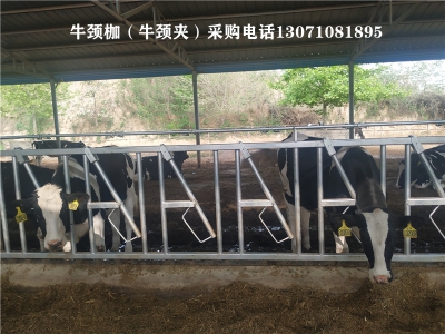 <strong>6米8位牛頸枷</strong>